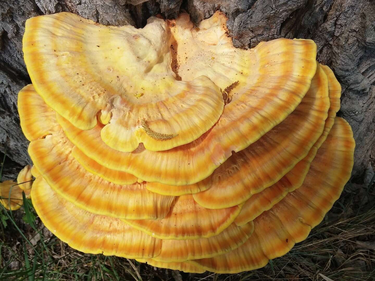 Champignon médicinal de type polypore